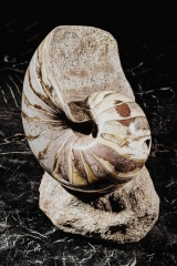 Наутилус Cymatoceras sp.
