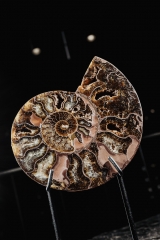 Аммонит Cleoniceras sp.
