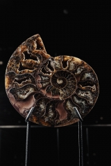 Аммонит Cleoniceras sp.