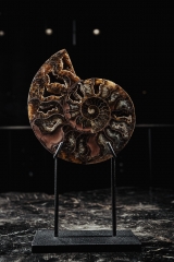 Аммонит Cleoniceras sp.